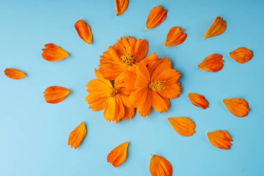 Kosmeya çiçeğinin üç portakal tomurcuğu ve yaprakları mavi arka planda etrafa saçılmış.