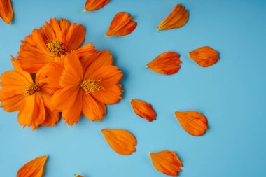 Kosmeya çiçeğinin üç portakal tomurcuğu ve yaprakları mavi arka planda etrafa saçılmış.