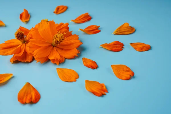 Three orange blossomed buds of the Kosmeya flower and petals scattered around them, on a blue background