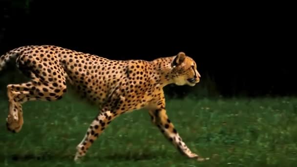 Gepard běh Super pomalého pohybu 4k