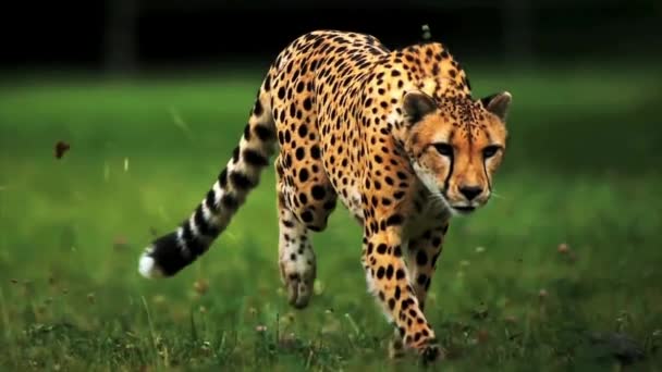 Gepard běžící pohled s pomalým pohybem zepředu