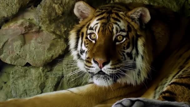 Amazing Tiger Looking Slow Motion — Stock Video © bronsonlil90 #291035148 Amazing Tiger Looking Slow Motion — Stock Video © bronsonlil90 #291035148