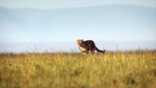 Divoký africký gepard běží na otevřeném poli
