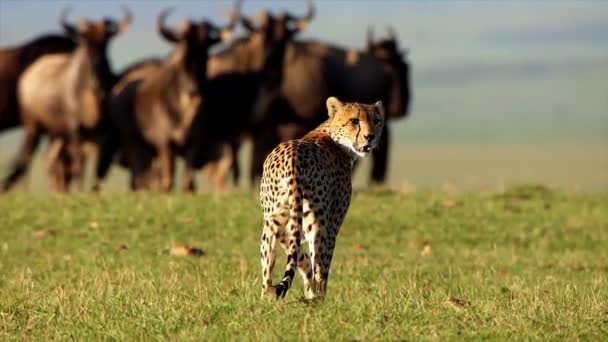Wild Cheetah Looks Back At Camera Man
