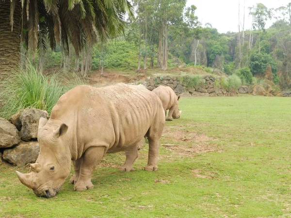 Rhino Ceros Dans Parc Cabarceno Cantabrie — Photo