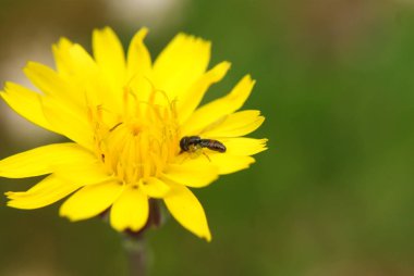 Bahar bahçesinde çiçekler