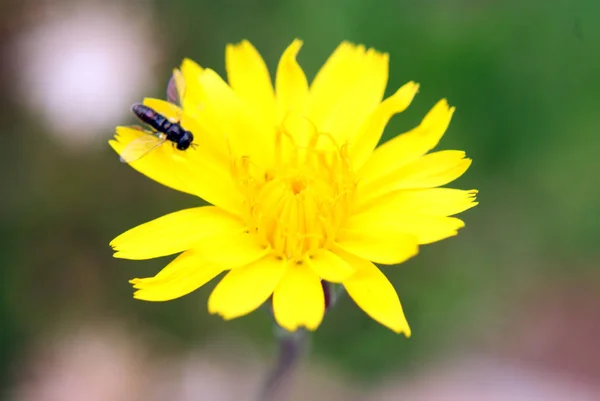 Flowers Spring Garden — Stock Photo, Image