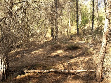 Sıcak bir yaz öğleden sonra Trillo ve Tagus nehri çevreleyen ormanda yürümek