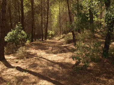 Sıcak bir yaz öğleden sonra Trillo ve Tagus nehri çevreleyen ormanda yürümek