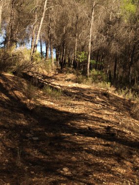 Sıcak bir yaz öğleden sonra Trillo ve Tagus nehri çevreleyen ormanda yürümek