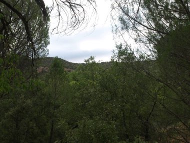 Sıcak bir yaz öğleden sonra Trillo ve Tagus nehri çevreleyen ormanda yürümek