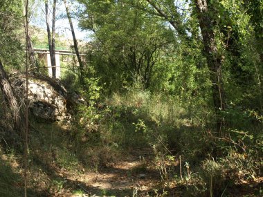 Sıcak bir yaz öğleden sonra Trillo ve Tagus nehri çevreleyen ormanda yürümek