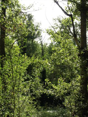 Sıcak bir yaz öğleden sonra Trillo ve Tagus nehri çevreleyen ormanda yürümek
