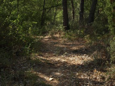 Sıcak bir yaz öğleden sonra Trillo ve Tagus nehri çevreleyen ormanda yürümek