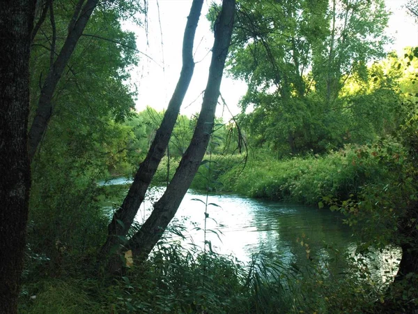 Promenera Längs Tjo Riverbank Staden Trillo Och Omgivande Flod Skogarna — Stockfoto