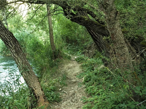 Passeggiata Nel Bosco Che Circonda Trillo Fiume Tago Caldo Pomeriggio — Foto Stock