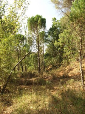 Sıcak bir yaz öğleden sonra Trillo ve Tagus nehri çevreleyen ormanda yürümek