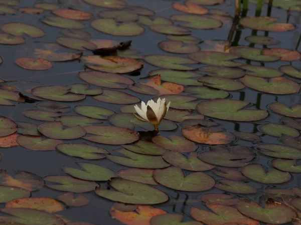 Водяные Лилии Прудах Аквапарка Сарагоса Летняя Прогулка — стоковое фото