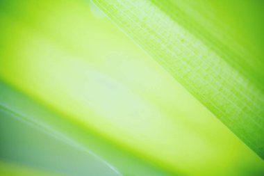 Bulanık yeşil arka planda yeşil yaprak. Güneş ışığında çok güzel bir yaprak dokusu. Doğal arka plan. Metin için boş alanı olan makroyu kapat.