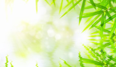 Suda yansıması olan bambu yaprakları ve bokeh. Bulanık yeşil arka planda yeşil yaprak. Güneş ışığında çok güzel bir yaprak dokusu. Metin için boş alanı olan makroyu kapat.