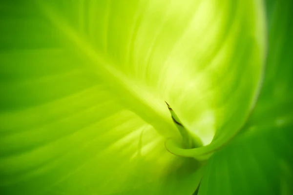 Grüne Blattnatur Auf Verschwommenem Grünen Hintergrund Schöne Blatttextur Sonnenlicht Natürlicher — Stockfoto