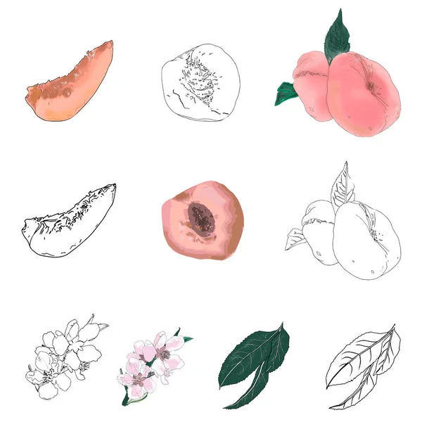 Illustration of an isolated fruit on a peach branch with fruits on a white background. Whole peach, sliced peach, peach blossom