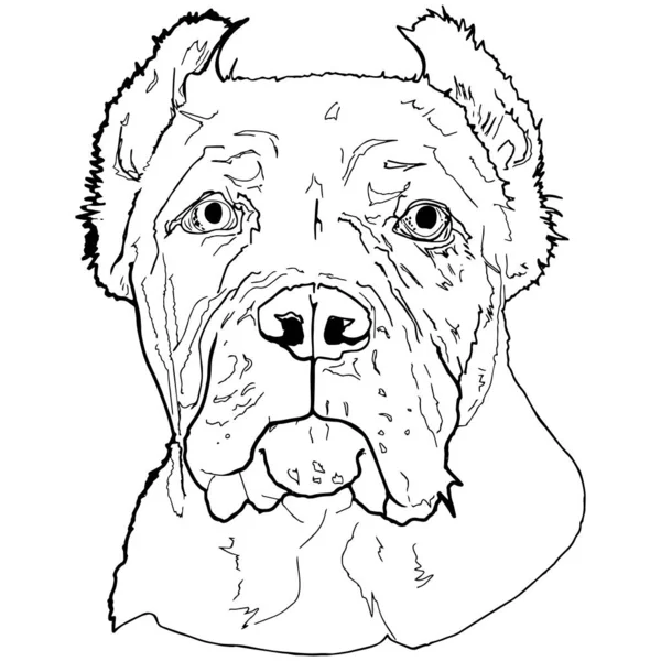 Vector Illustratie Set Van Vechtende Hond Portret Van Cane Corso — Stockvector