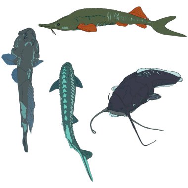   Beyaz arka planda izole edilmiş nehir balığı tasviri. Catfish, mersin balığı logo baskısı, balıkçılık, köle çiftliği, ürünler, dükkan simgesi