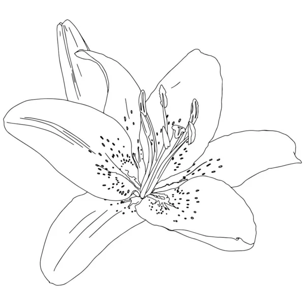 Drawing of tiger lilies isolated on a white background for printing on clothes, logo, icon, shops, apparel, books, magazines