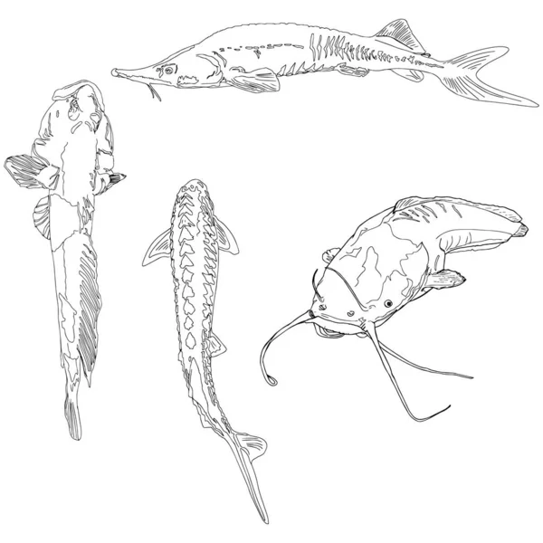 ภาพประกอบของปลาแม แยกออกจากพ นหล ขาว ปลาแมว ลยแพทย าหร บการพ โลโก การตกปลา — ภาพถ่ายสต็อก