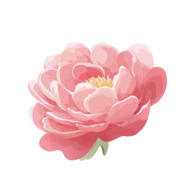 Gerçekçi Pembe Şakayık Çiçek Vektörü İllüstrasyonu. Yumuşak Yapraklı Çiçekli Şakayık