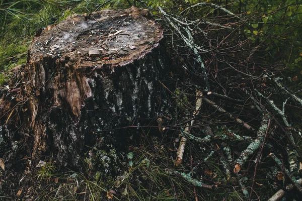 Landschap Bruin Stomp Het Bos Groen Gras Close — Stockfoto