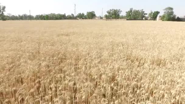 Golden Fields Crop Drone Fly Alan Üzerinde — Stok video