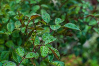 yağmurdan sonra çiy ile yeşil ıslak yaprakları