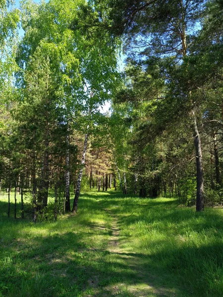yaz mavi gökyüzü yeşil çim yeşil ormanda patika