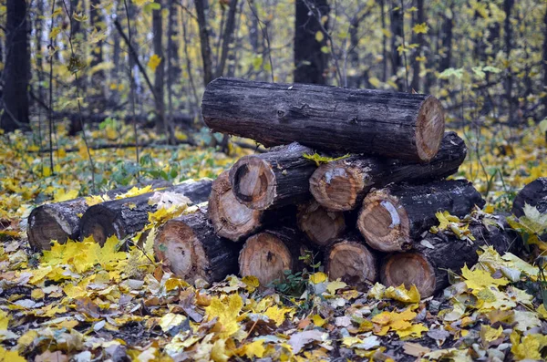 Autumn forest. Logs Leaves.