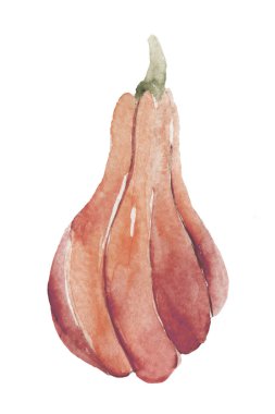 Beyaz arkaplanda suluboya balkabağı 