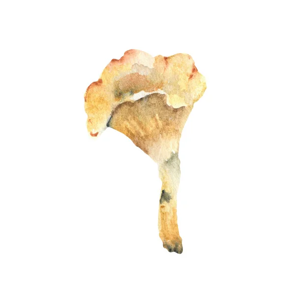 水色蘑菇。手绘插图逼真蘑菇 — 图库照片