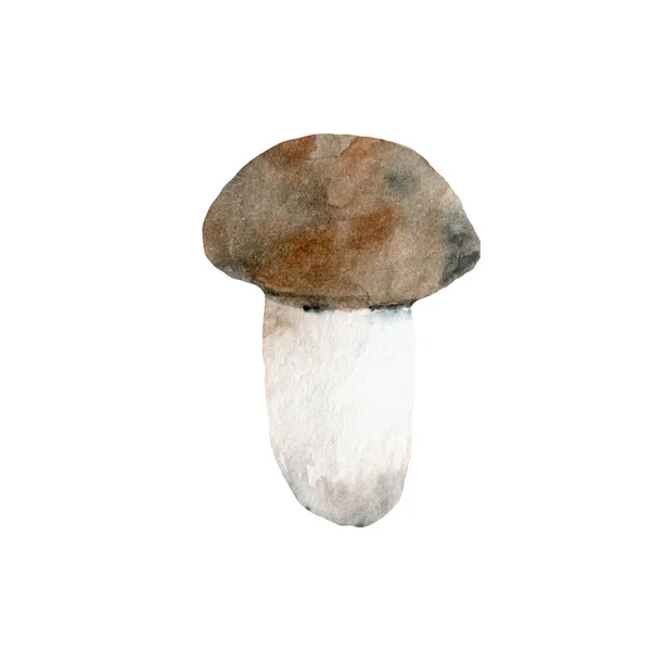 Fungo acquerello. Illustrazione disegnata a mano funghi realistici — Foto Stock