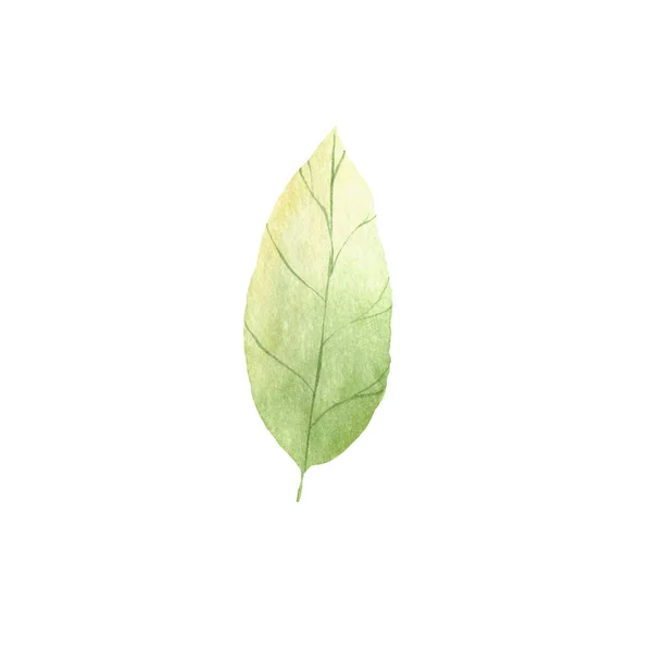 Autumn leaves a watercolor on a white background. illustration autumn — Stock Photo, Image