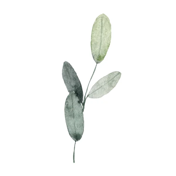 Μείγμα βοτάνων και φυτών μεγάλη συλλογή. Χαριτωμένο ρουστίκ γάμο πρασινάδα.Αληθινό μπλε ευκάλυπτος, σαλάλ, φύλλωμα parvifolia, φύλλα και μίσχους. Σετ στυλ ακουαρέλας. Όλα τα στοιχεία είναι απομονωμένα — Φωτογραφία Αρχείου