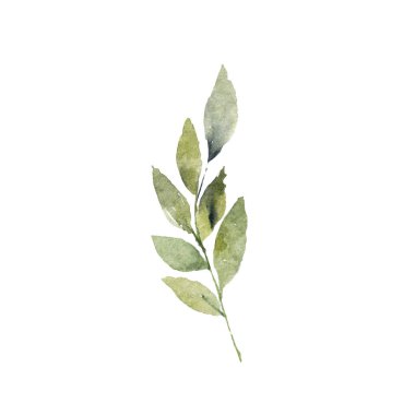  Tasarımcı elementler yeşil orman eğreltiotu yaprakları yeşil bakireler yeşillik sanat yaprakları doğal bitkileri suluboya stil koleksiyonunda. Dekoratif güzellik tasarımı için zarif bir illüstrasyon