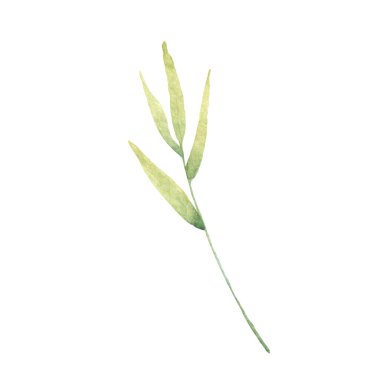  Tasarımcı elementler yeşil orman eğreltiotu yaprakları yeşil bakireler yeşillik sanat yaprakları doğal bitkileri suluboya stil koleksiyonunda. Dekoratif güzellik tasarımı için zarif bir illüstrasyon