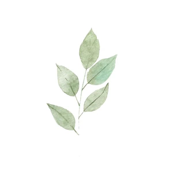 Σχεδιαστές στοιχεία που συλλογή του πράσινου δάσους φτέρη θαλλών δεντροφυτείες πρασινάδα φυλλώματα τέχνης φυσικά φύλλα βότανο σε συλλογή ακουαρέλα στυλ. Διακοσμητική ομορφιά κομψή απεικόνιση για το σχεδιασμό — Φωτογραφία Αρχείου