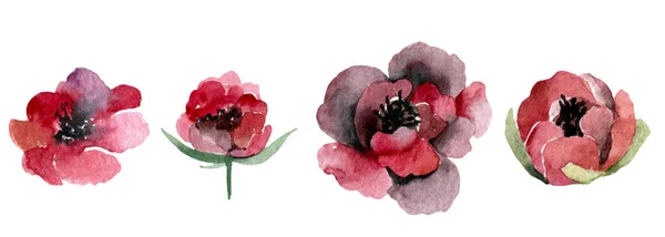 Conjunto de elementos aislados de flores rojas rosas. ilustración —  Fotos de Stock