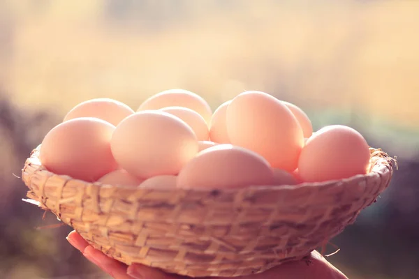 Organic eggs in wicker basket, sunshine outdoor
