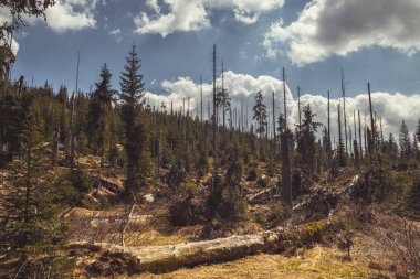 Bohem ian Orman (Sumava) - ölü ve düşmüş ağaçlar ve büyüyen genç yaşayan ağaçlar (ladin), bulutlar ile güneşli