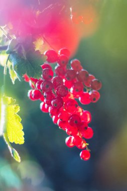 Kırmızı frenk üzümü (yakın çekim görünümü) çalı, bokeh ile bulanık arka plan büyüyen