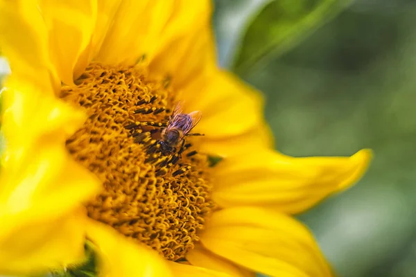 Bee Sunflower Green Leaves Closeup — Stock Photo, Image