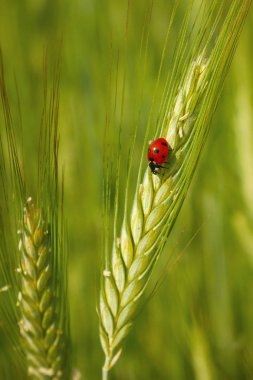 Tahıllarda kırmızı uğur böceği (triticale kulağında), mısır tarlası, yeşil arka plan